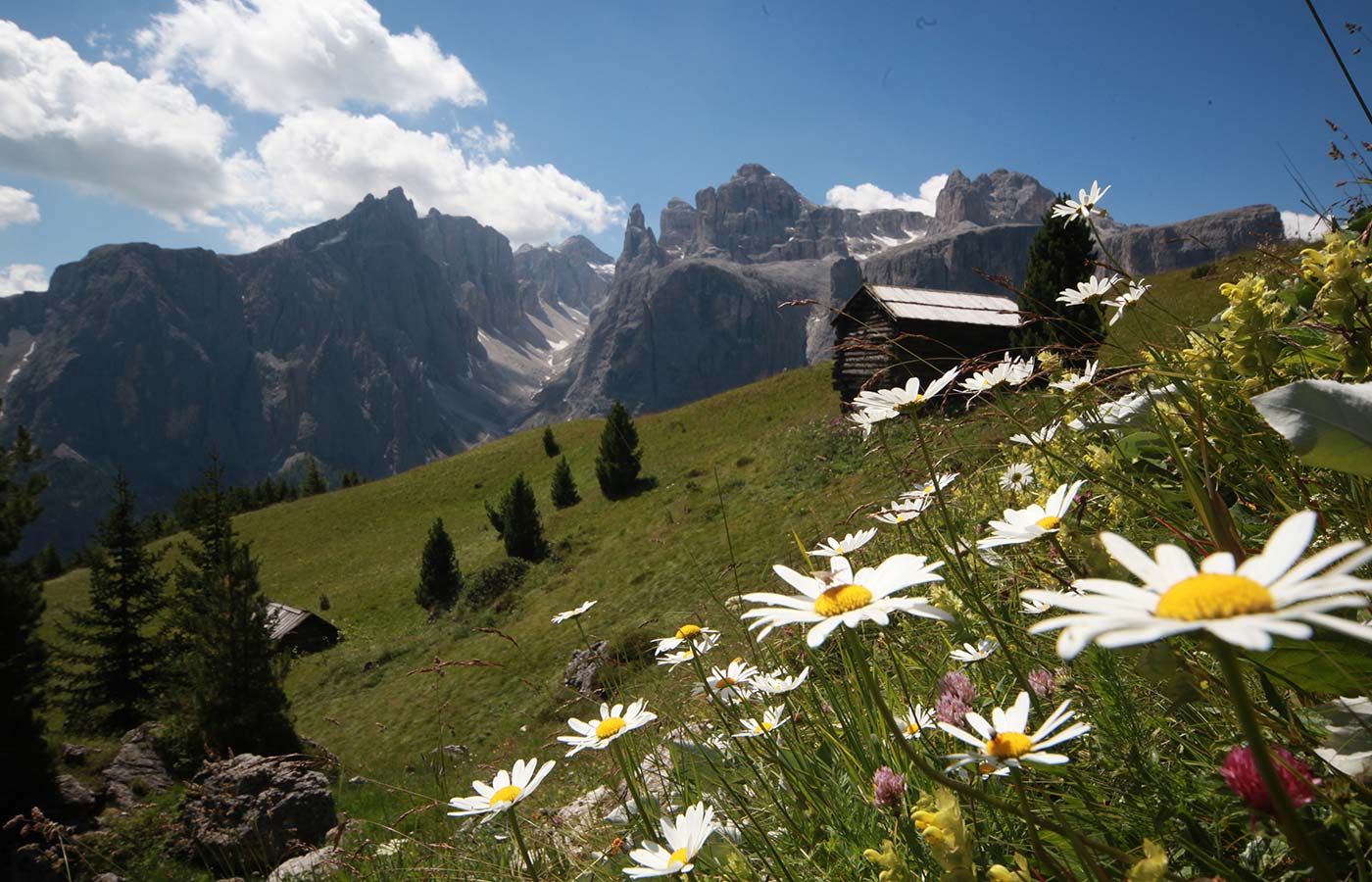 Blühende Wiesen, Almhütten und Dolomiten in der Sonne